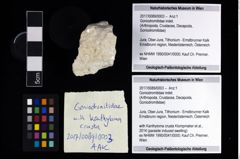 Foto (Objekt + Etikett) von Goniodromitidae indet.  (NHMW-GEO-2017-0089-0003)
